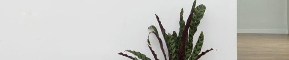 בית במושב בשרון